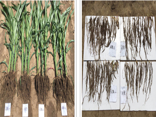 玉米種植（根系）