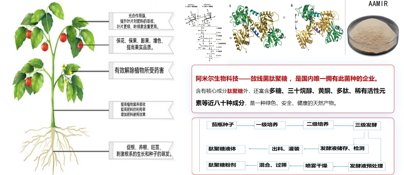 阿米爾生物科技——放線菌肽聚糖 ，是國內(nèi)唯一擁有此菌種的企業(yè)。.jpg