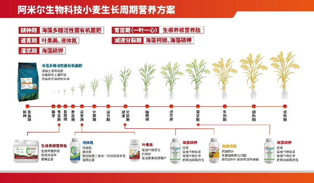 阿米爾生物科技小麥生長周期營養(yǎng)方案