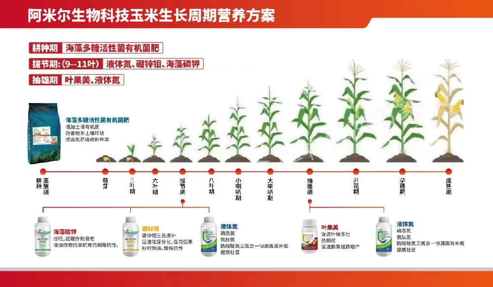 阿米爾生物科技玉米生長周期營養(yǎng)方案