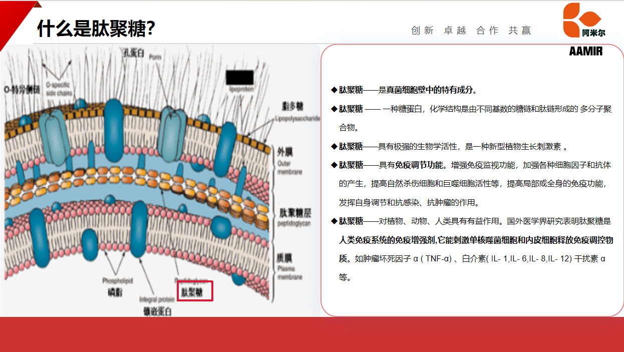 肽聚糖.jpg